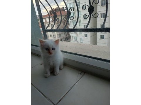 British shorthair yavrularımıza güzel bir yuva arıyoruz