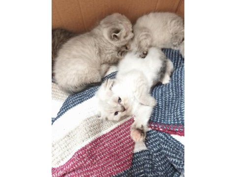 Yavru 1 aylık oyuncu ve eğlenceli cins kediler