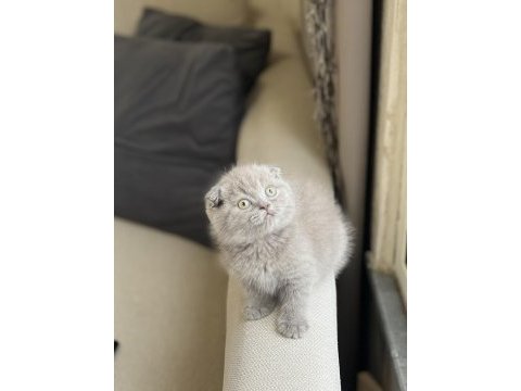 Top kafa insan canlısı scottish fold yavru