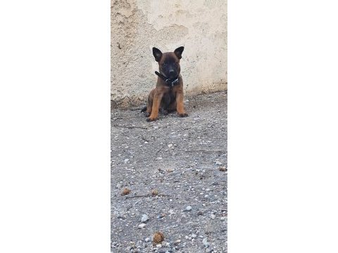 Malinois (belçika kurdu)