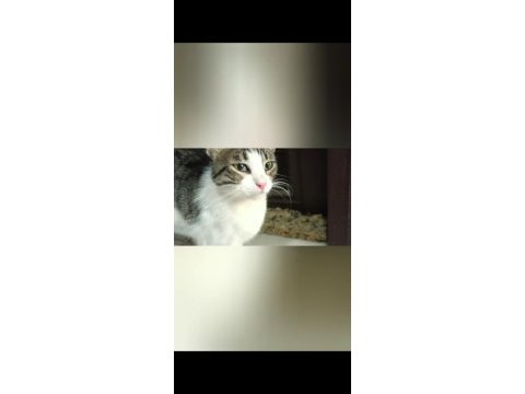 Depremzede kedi