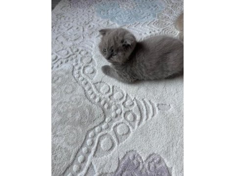 2 aylık british fold kedimiz