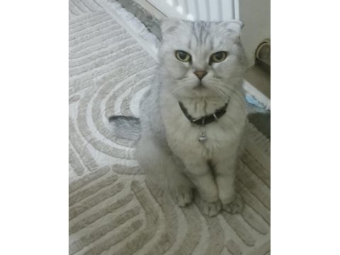 Acil yavru kedilerimize yuva aranıyor