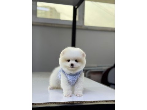 En iyisini isteyene pomeranian boo
