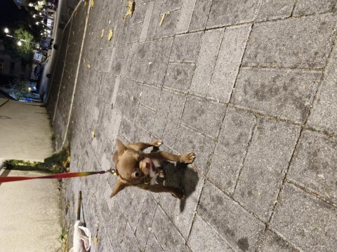 Şivava yavru köpek