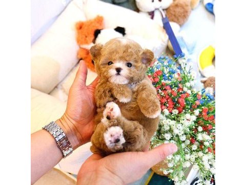 Maltipoo kore bebekler