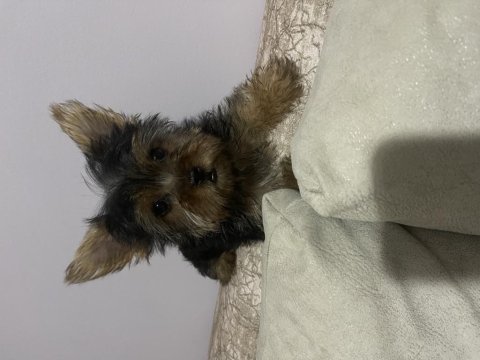 Tek kaldı dişi safkan yorkshire terrier