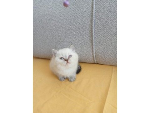 Bu british shorthair ponçikler yeni yuvalarını arıyor