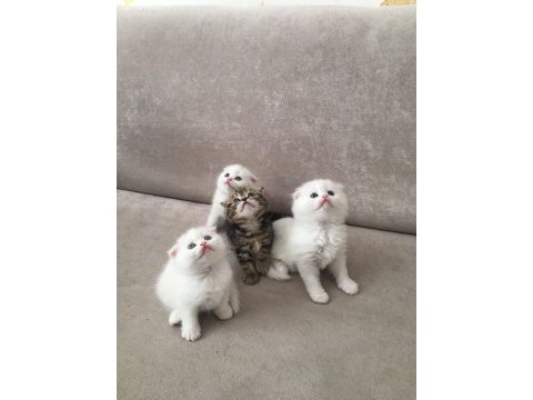 Scottish fold bebeklerimiz yeni ailelerini arıyor