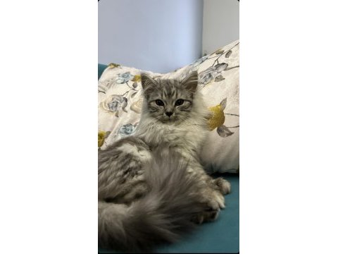 5 aylık dişi british longhair