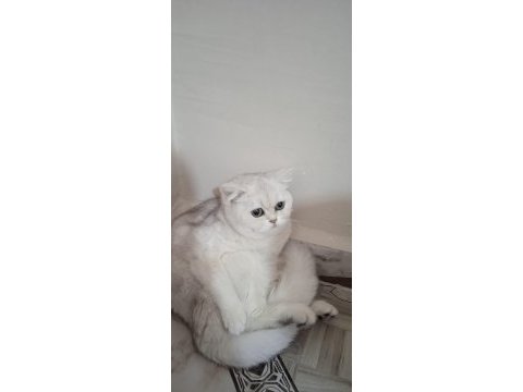 British shorthair sahibinden sağlıklı (kız)