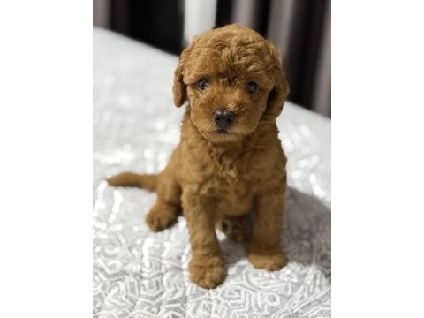 Toy poodle 2 aylık