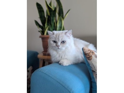 Kedimiz lokum un 4 adet british shorthair yavrusu