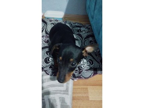 Çok tatlı ücretsiz pinscher