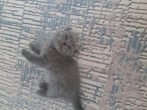 Yeni british shorthair yavrularımız yuvasına gitmeye hazır