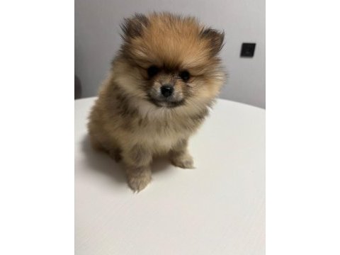 Pomeranian yavrularımıza yuva arıyoruz