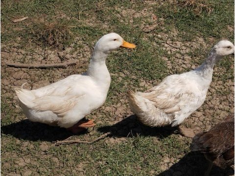 Pekin ördeği 1 yaşında