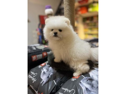 Orjinal teddy bear garantili (ayı surat) pomeranian boo