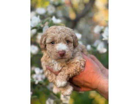 Mükemmel kalite maltipoo yavrular için geç kalmayın
