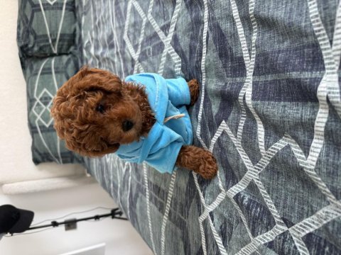 Toy poodle yavru köpek