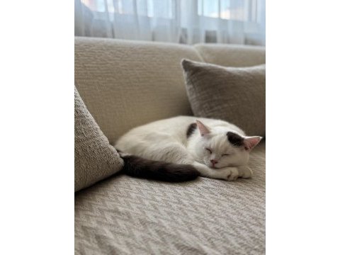 Cinnamon harlyquin nadir british