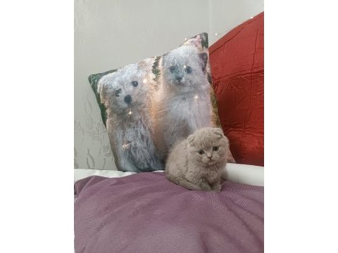 Scottish fold lilac yavrumuz