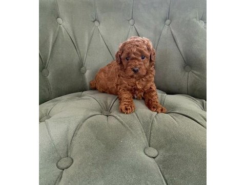 Ev ortamından red brown tam toy poodle bebekler