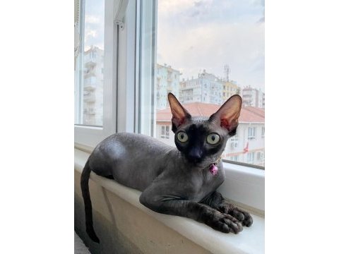 Sfenks dişi kedimize erkek arıyoruz çiftleştirmek için