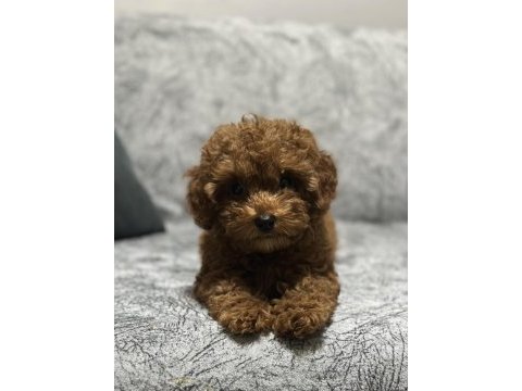 Ev ortamında büyüyen toy poodle yavrularım