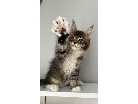 Sağlık ve ırk garantili minik maine coon devler