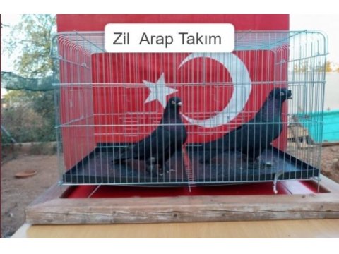 Zil arap takım