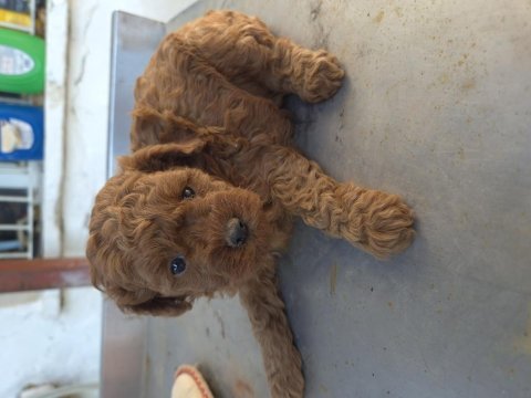 Toy poodle bebekleri