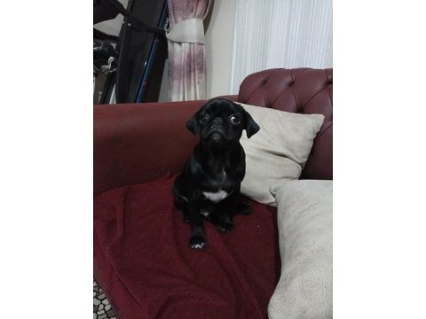 3 aylık siyah pug günü gelen aşıları yapıldı