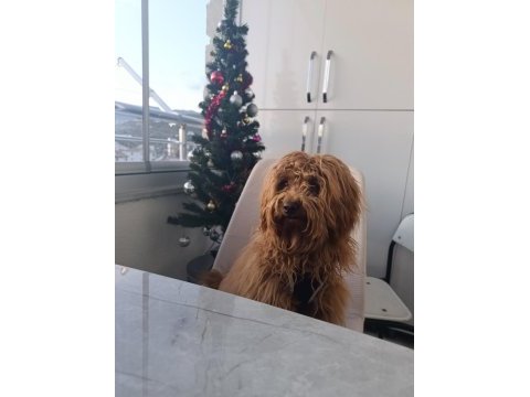 Ömürlük yuvasını arayan sevgi dolu bir dost maltipoo