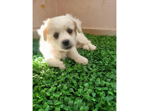 Maltipoo yavrusu