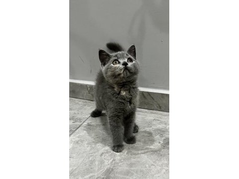 Saf kan british shorthair