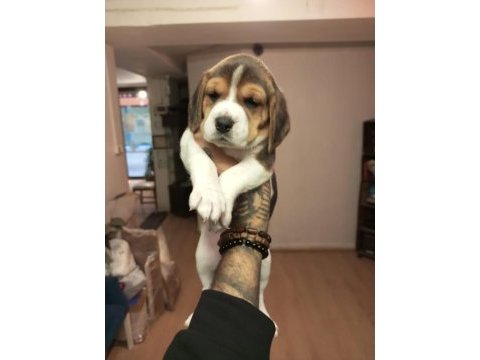 Sahibinden beagle yavru