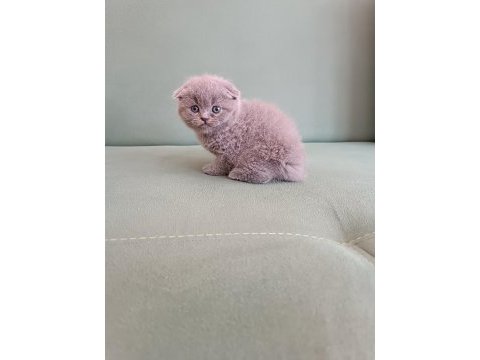 Adana erkek scottish fold 1.5 aylık