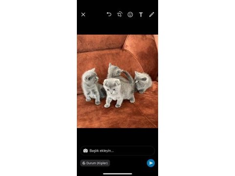 2 aylık 3 adet dişi britishshorthair