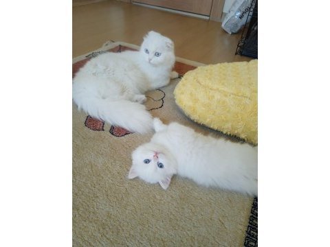 En güzel british longhair benim
