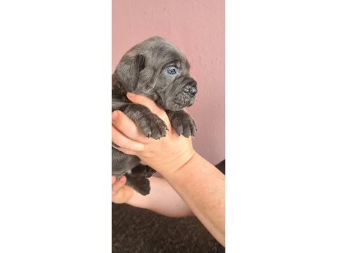 Anatomi harikası cane corso bebeklerim