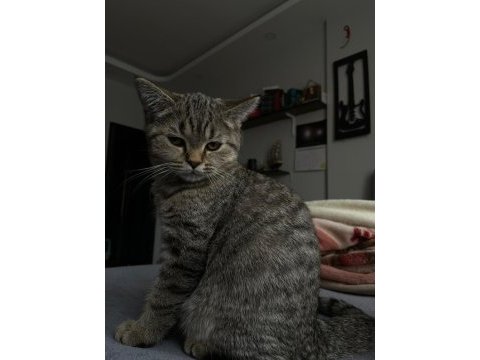 British shorthair erkek yavru