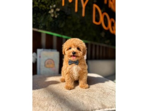 Baby face kore maltipoo köpekler
