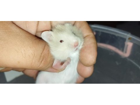 Renk güzeli teddy bear hamster