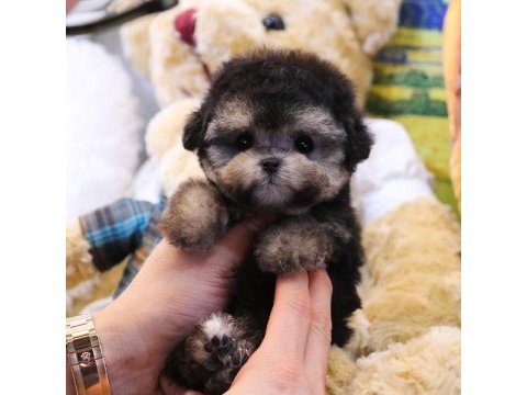 Korean export phantom toy poodle