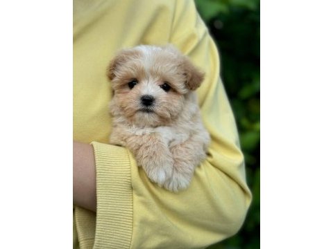 Maltipoo yavrularımız