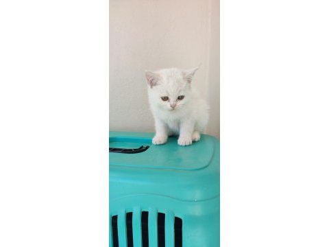 British shorthair beyaz miniklerr