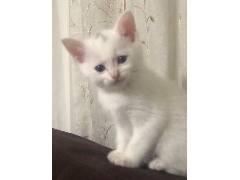 Erkek 2 aylık british shorthair