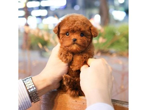Cana yakın kore toy poodle bebeklerımız
