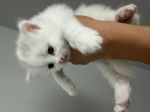 British shorthair yavru kedilerimiz